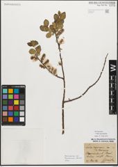 Foto von Salix myrsinifolia Salisb.